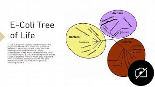 Escherichia coli [upl. by Tedi]
