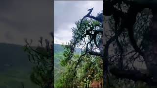 The Art of Chinese Bonsai Watering Techniques the Perfect Amount of Moisture to Your Tree [upl. by Atile980]