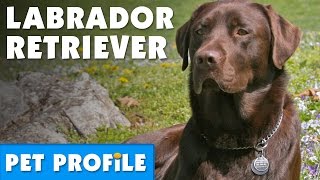 Labrador Retriever Pet Profile  Bondi Vet [upl. by Valma]