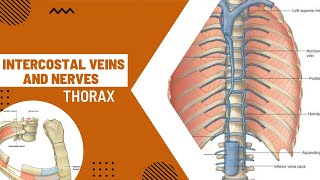 Intercostal Veins and Intercostal Nerves Thoracic wall  Thorax Anatomy [upl. by Pike]