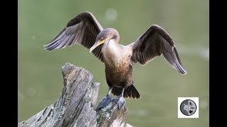 Doublecrested Cormorant [upl. by Mcleroy18]