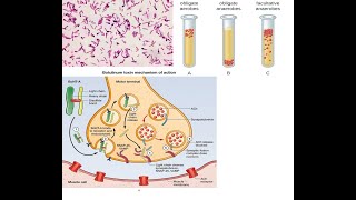 Clostridium botulinum Part 2 Mechanism of action of botulinum toxin symptoms diagnosis treatment [upl. by Ingaberg47]