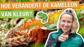 IK BEN REPTIELENVERZORGER VOOR ÉÉN DAG 🦎  Carlijns Dierenvraag 48 [upl. by Sirmons263]