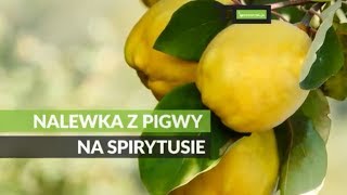 Nalewka z pigwy na spirytusie  przepis [upl. by Aihsenak]