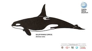 Cetacean Sounds  Killer Whale [upl. by Hedda]