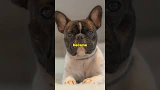 FRENCH BULLDOGSEverything you need to know [upl. by Elok]