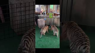 🐯🐯🐯 Adorable animal baby enter kitchen amp vandalize tiger lion cubs cute kitty kitten cute [upl. by Galang184]