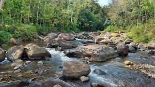 Overcome Fatigue With Calming Stream River in the Wild Forest  Relaxing River Sounds amp Forest Views [upl. by Nayrda]