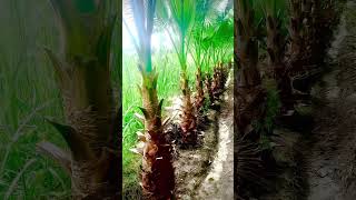 Washingtonia palm plants youtubeshorts trandingshort viralvideo bismillah nursary [upl. by Barclay]