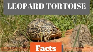 LEOPARD TORTOISE FACTS [upl. by Gollin]