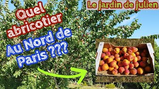 Quel abricotier au Nord de Paris Culture Conseils Maladies variétés adaptées 🍑🍑🍑🍑 [upl. by Epuladaugairam]