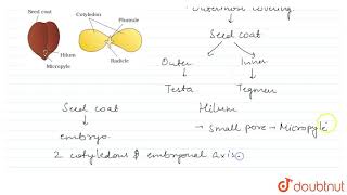 STRUCTURE OF A DICOTYLEDONOUS SEED [upl. by Natka]