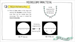 MICROSCOPY PRACTICAL Edexcel 91 Biology Topic 1 Key Concepts in Biology [upl. by Annohsed85]