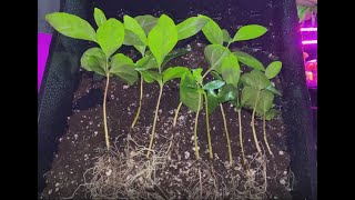 How to Divide and Repot a Coffee Plant  Turn ONE plant into THREE plants [upl. by Brag571]