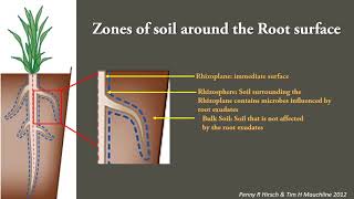 Plant Microbe interactions in the rhizosphere [upl. by Akeim]