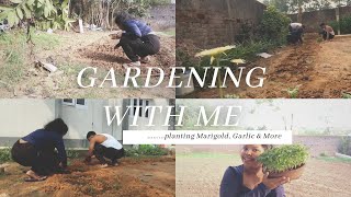 IN MY GARDEN planting GENDA PHOOL DHANIA and More ranchi ranchivlogs ranchidiaries [upl. by Duvall]