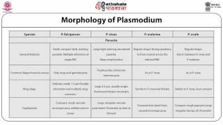 Plasmodium morphology and life cycle ZOO [upl. by Colis]