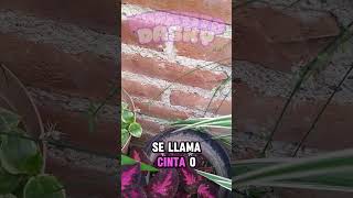 quot¡Descubre los Beneficios Mágicos de la Planta Cinta 🌿✨quot [upl. by Rimaa]