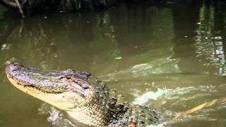 New Orleans Swamp Tours [upl. by Edlitam]