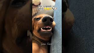 Teckel’s Smile 😬😂🫣🫶🐶🐾 salchiteckel teckel daschund fypシ゚viral [upl. by Alemahs787]