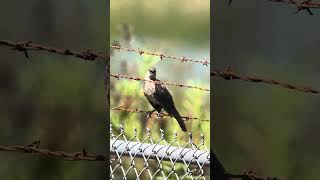 Greattailed Grackle on Barbed Wire [upl. by Coffin]