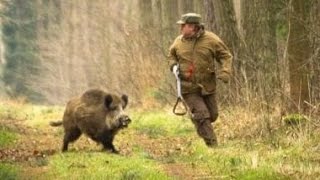 Excellent hunting for wild boar video collection of good shots [upl. by Nalyd]