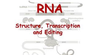 RNA Structure Transcription and Editing [upl. by Amoreta]