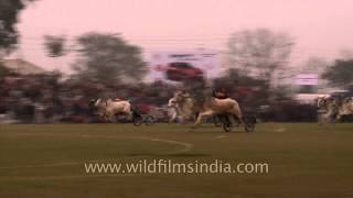 Competitive zeal Participants at bullock cart race in action [upl. by Yelsgnik]