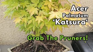 Acer Katsura Prune and Propagate  Cuttings  Bonsai [upl. by Atiek]