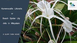 Hymenocallis littoralis  Beach spider lily  Info in malayalam [upl. by Drahsir482]