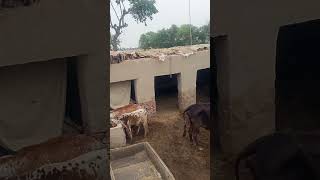 village life house 🏠village pakpattan pakistan villagelife shortvideo oldhouse [upl. by Neras]