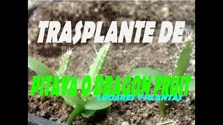 Trasplante Y Cultivo De Pitaya O Dragon Fruit  Lugares Y Plantas [upl. by Annwahs]