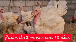 Guajolotes pavitos de 2 meses con 10 días de nacidos [upl. by Eecak696]