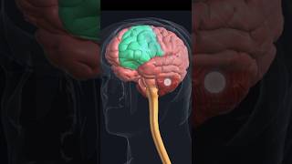 Brain anatomybrain 3d animationshorts [upl. by Erdnoed940]