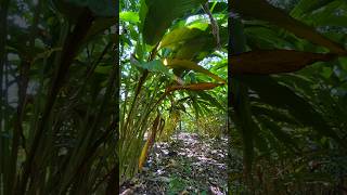 Cardamom plantation cardamomfarmingഏലം agriculture nature farming [upl. by Layton99]