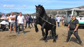 Feria de Ganados Vacuno y Caballar en Reinosa San Mateo 2016 por dc [upl. by Shaia]