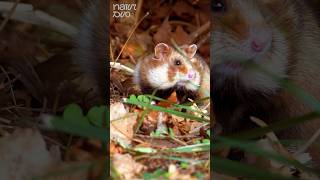 Wild Hamster In Autumn Preparing For It’s Long Hibernation wildlife nature animals naturduo [upl. by Elie]