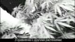 Green House Seed Co Arjans Haze3 Grow wRussian Subtitles [upl. by Sirraf]