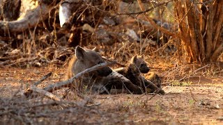 Spotted Hyena Cubs [upl. by Nnodnarb435]