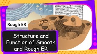 Science – Structure and Functions of Endoplasmic Reticulum – English [upl. by Brianna]