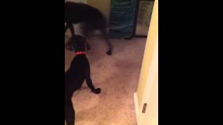 German Shorthaired Pointer Vs Weimaraner The 3 day battle begins [upl. by Karen]