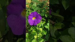 Thunbergia erecta Plant  Purple color flower plant  bush clock vine  purple bell flower plant [upl. by Annaierb687]