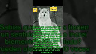 Sabias queel lobolobolobosfelinos [upl. by Barnie]