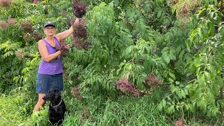 How we identify our American Elderberry cultivars Adams York and Native varieties [upl. by Enrichetta600]