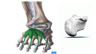 9DORSUM OF THE FOOT [upl. by Dinah]