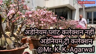 Adenium Collection  Mr K K Agarwal  अडेनियम कलेक्शन  Biggest Adenium Tree Collection [upl. by Lynnet584]