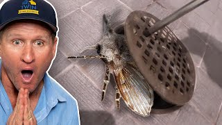 MASSIVE DRAIN FLY INFESTATION How to get rid of drain fliesFOR GOOD [upl. by Yasmine]