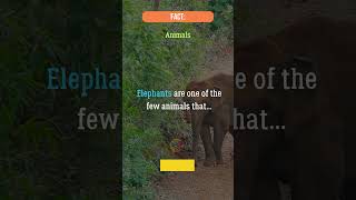 Elephants are one of the few animals that animals elephant facts [upl. by Weinshienk]