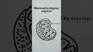 Mitochondria diagram ytshorts sketch shorts short diagram biology science artwork trending [upl. by Longawa344]