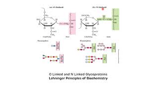 Glycoproteins Biochemistry  Paroxysmal Nocturnal Hemoglobinuria PNH  Glycosylation [upl. by Rasure]